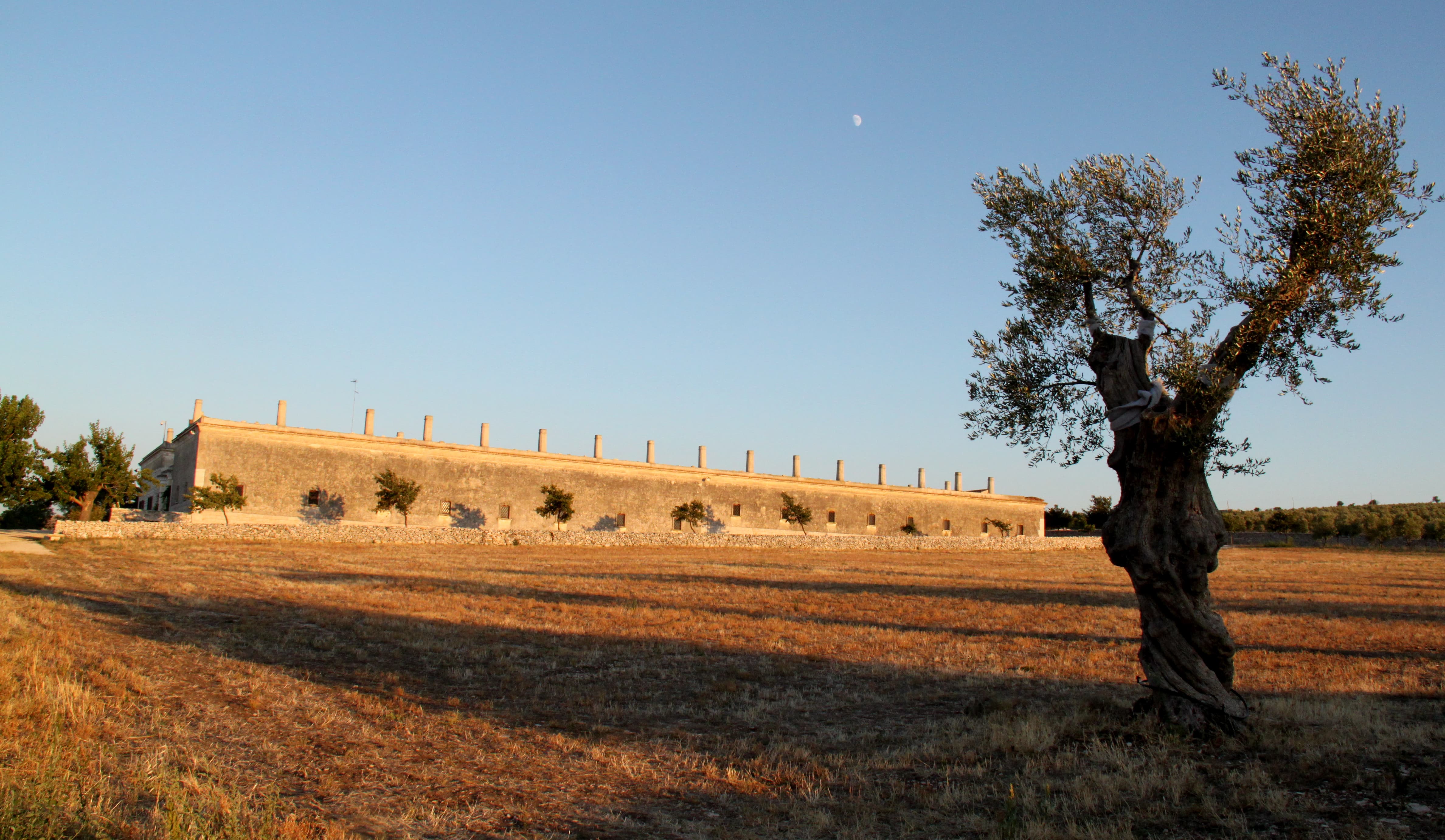 The high Murgia plain